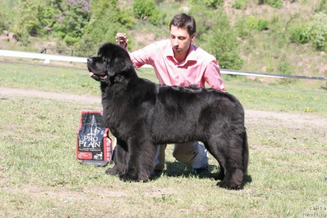 Фото: ньюфаундленд Skippers Only You for Smigar