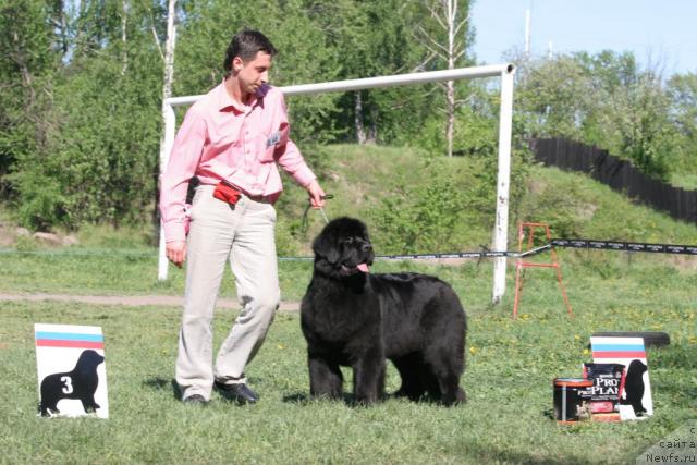 Фото: ньюфаундленд Skippers Only You for Smigar, Aleksandr Korotkov (Александр Коротков)