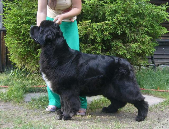 Фото: ньюфаундленд Super Bizon Antaliya (Супер Бизон Анталия)