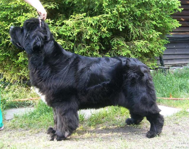 Фото: ньюфаундленд Super Bizon Antaliya (Супер Бизон Анталия)