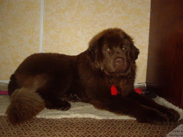 Фото: ньюфаундленд Zagadochnyiy Mal'chik (Загадочный Мальчик)