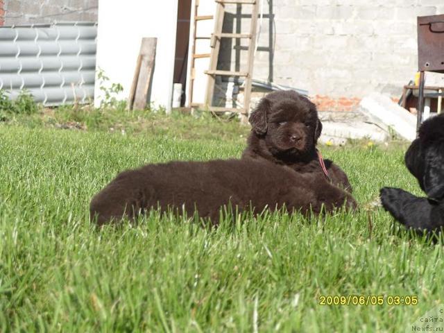 Фото: детки, ньюфаундленд Rafayella Brillians CHernaya Jemchujina (Рафаэлла Бриллианс Черная Жемчужина), ньюфаундленд Super Premium Brabus (Супер Премиум Брабус)