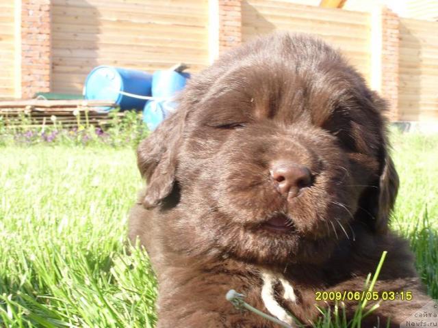 Фото: щенок, ньюфаундленд Super Premium Brabus (Супер Премиум Брабус), ньюфаундленд Rafayella Brillians CHernaya Jemchujina (Рафаэлла Бриллианс Черная Жемчужина)