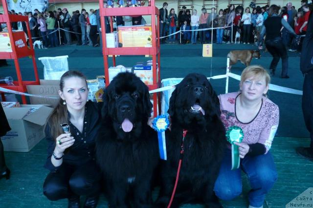 Фото: ньюфаундленд Simuran ot Sibirskogo Medvedya (Симуран от Сибирского Медведя), ньюфаундленд Moroz-Voevoda ot Sibirskogo Medvedya (Мороз-Воевода от Сибирского Медведя), Ol'ga Larina (Ольга Ларина)