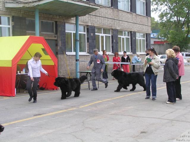 Фото: ньюфаундленд Chansi  iz  Medvejyego Yara (Чанси из Медвежьего Яра)