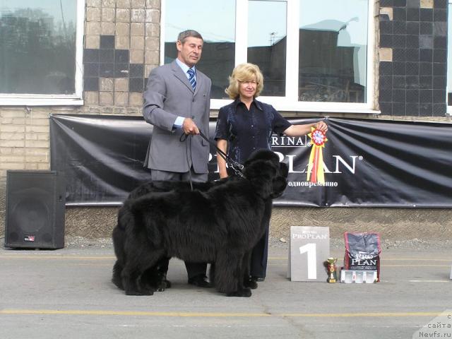 Фото: ньюфаундленд Chansi  iz  Medvejyego Yara (Чанси из Медвежьего Яра)