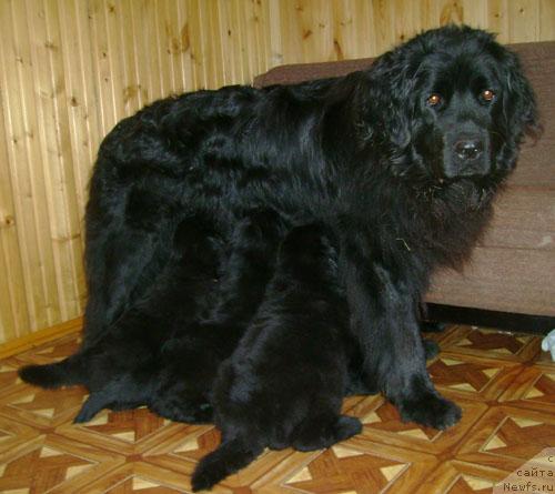 Фото: Дети Беста и Рики