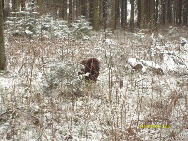 Фото: ньюфаундленд Zabava Putyatishna (Забава Путятишна)
