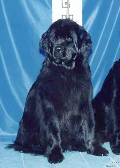 Фото: ньюфаундленд Jenifer iz Medvej'ego YAra (Женифер из Медвежьего Яра)