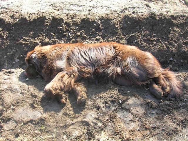 Фото: ньюфаундленд Do Sing With Deejay de L'Etoile de Cyrice