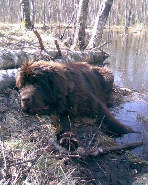 Фото: ньюфаундленд Do Sing With Deejay de L'Etoile de Cyrice