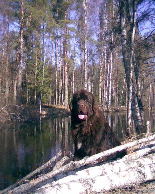 Фото: ньюфаундленд Do Sing With Deejay de L'Etoile de Cyrice