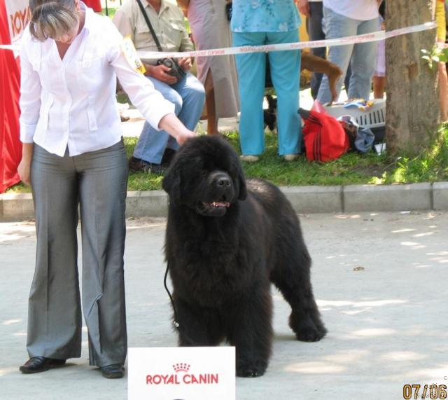 Фото: ньюфаундленд Knyaz Dodon s Berega Dona (Князь Додон с Берега Дона)