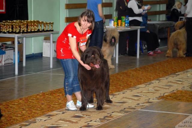 Фото: ньюфаундленд Anjelika Boginya Grez (Анжелика Богиня Грез)