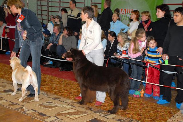 Фото: ньюфаундленд Anjelika Boginya Grez (Анжелика Богиня Грез)