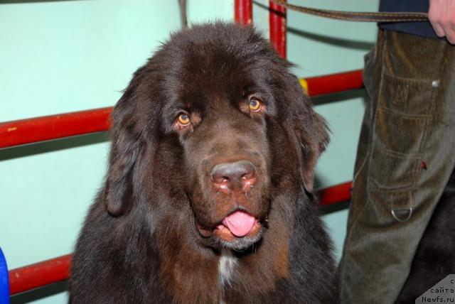 Фото: ньюфаундленд Zena Koroleva Voinov (Зена Королева Воинов)