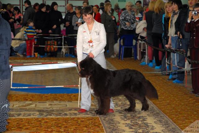 Фото: ньюфаундленд Zena Koroleva Voinov (Зена Королева Воинов)