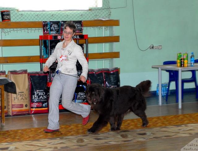 Фото: ньюфаундленд Zena Koroleva Voinov (Зена Королева Воинов)