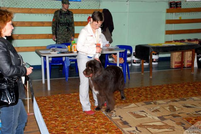 Фото: ньюфаундленд Zena Koroleva Voinov (Зена Королева Воинов)