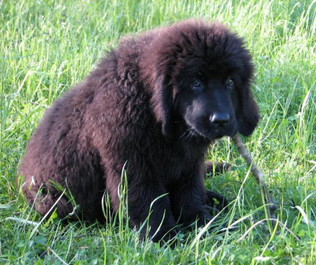 Фото: ньюфаундленд Lunnaya Krasavica (Лунная Красавица)