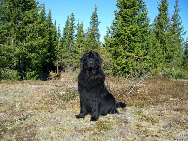 Фото: ньюфаундленд Gloriya Grand Blek (Глория Гранд Блек)