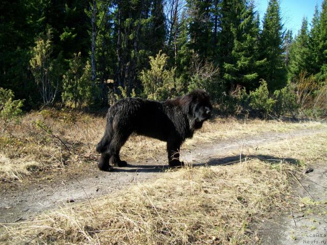 Фото: ньюфаундленд Fortuna of Giant's Island