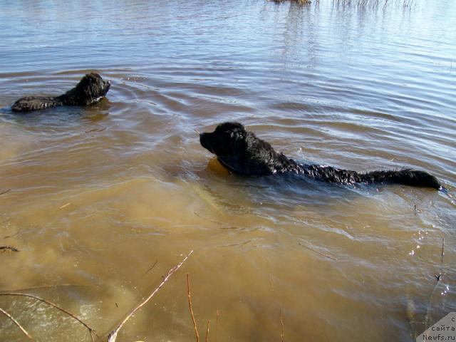 Фото: ньюфаундленд Gloriya Grand Blek (Глория Гранд Блек), ньюфаундленд Fortuna of Giant's Island