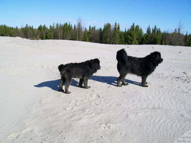 Фото: ньюфаундленд Gloriya Grand Blek (Глория Гранд Блек), ньюфаундленд Fortuna of Giant's Island