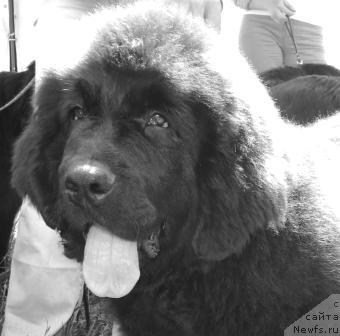 Фото: ньюфаундленд Veselyiy Robin Gud iz Orlovskoy Slobodyi (Веселый Робин Гуд из Орловской Слободы)