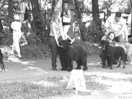 Фото: ньюфаундленд Val'kiriya Kalipsa (Валькирия Калипса)