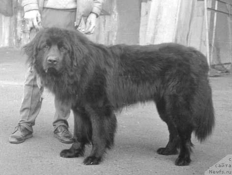 Фото: ньюфаундленд Erik Roness (Ерик Ронесс)