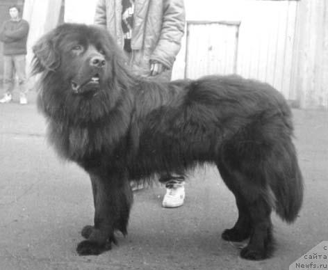 Фото: ньюфаундленд Elor Roness (Елор Ронесс)