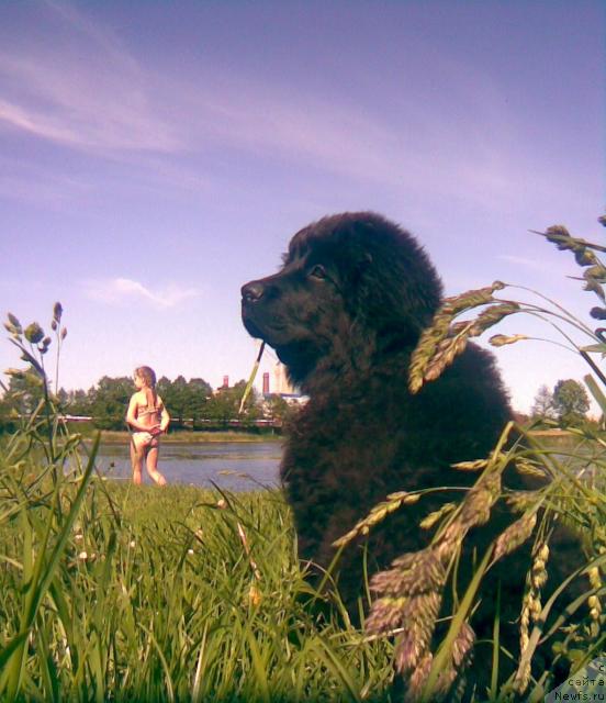 Фото: ньюфаундленд Lakomka Lavanda (Лакомка Лаванда)