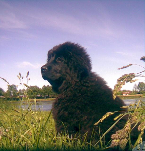 Фото: ньюфаундленд Lakomka Lavanda (Лакомка Лаванда)