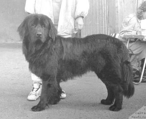 Фото: ньюфаундленд Edj Roness (Едж Ронесс)