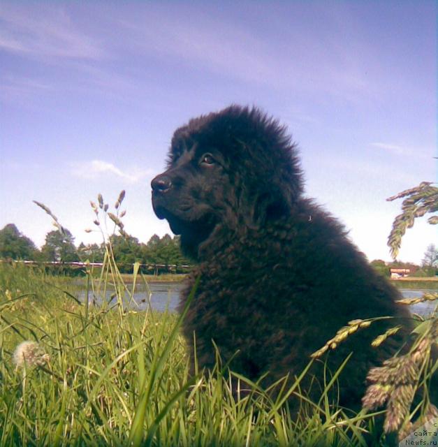 Фото: ньюфаундленд Lakomka Lavanda (Лакомка Лаванда)
