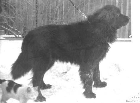 Фото: ньюфаундленд Hasan Ali (Хасан Али)