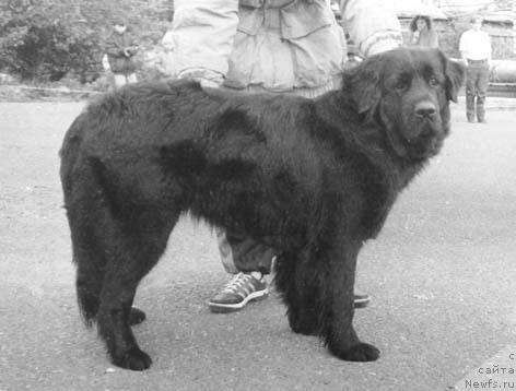 Фото: ньюфаундленд Indiana Bagji of Layf Seyver (Индиана Багжи оф Лайф Сейвер)