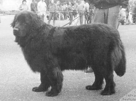 Фото: ньюфаундленд Polli Orni of Layf Seyver (Полли Орни оф Лайф Сейвер)