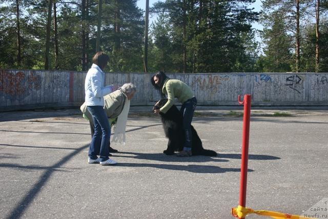 Фото: ньюфаундленд Kaiden Playful (Кайден Плейфул), Evgeniya Ivanova (Евгения Иванова)