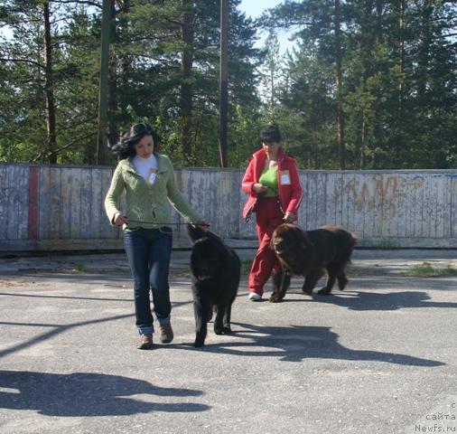 Фото: ньюфаундленд Kaiden Playful (Кайден Плейфул), ньюфаундленд Zorran Snejnyiy Podarok (Зорран Снежный Подарок), Evgeniya Ivanova (Евгения Иванова)