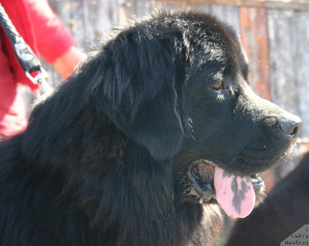 Фото: ньюфаундленд Kaiden Playful (Кайден Плейфул)