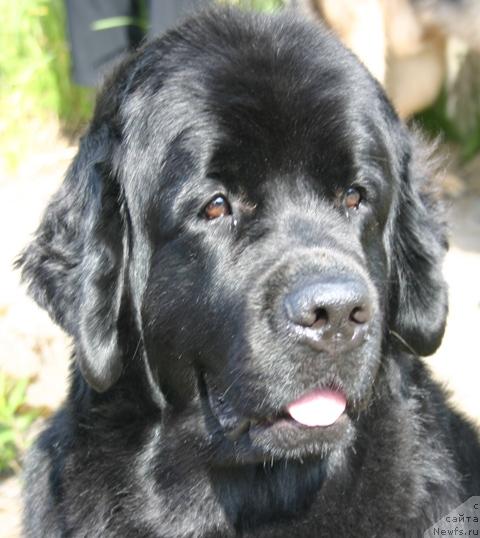 Фото: ньюфаундленд Ai Love Rich (Ай Лав Рич)