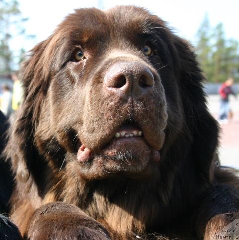 Фото: ньюфаундленд Zolushka Hrustal'naya Tufel'ka (Золушка Хрустальная Туфелька)