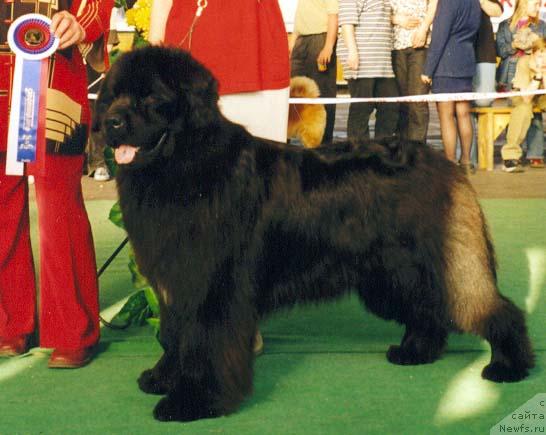 Фото: ньюфаундленд Kumir iz Medvejyego Yara (Кумир из Медвежьего Яра)