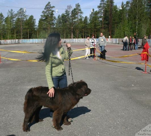 Фото: ньюфаундленд Zolushka Hrustal'naya Tufel'ka (Золушка Хрустальная Туфелька), Evgeniya Ivanova (Евгения Иванова)