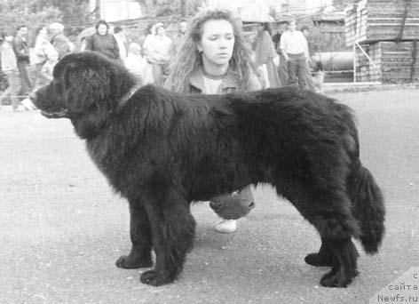 Фото: ньюфаундленд Syendi N'yu Lyend (Сэнди Нью Лэнд)