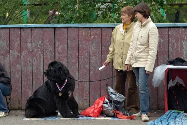 Фото: ньюфаундленд Lubimaya Moya s Berega Dona (Любимая Моя с Берега Дона)