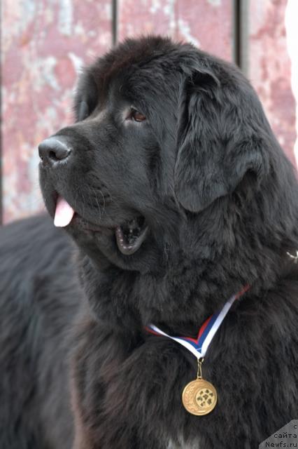 Фото: ньюфаундленд Lubimaya Moya s Berega Dona (Любимая Моя с Берега Дона)