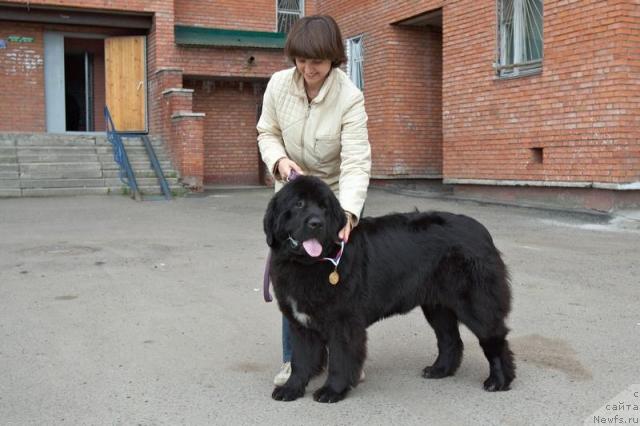 Фото: ньюфаундленд Lubimaya Moya s Berega Dona (Любимая Моя с Берега Дона)